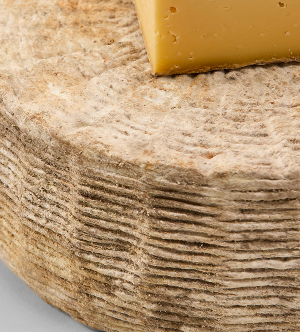 Swallowtail Tomme hover